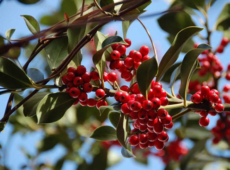 Ilex aquifolium